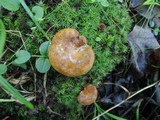 Boletinellus merulioides image