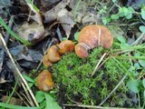 Boletinellus merulioides image