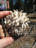 Calvatia sculpta image