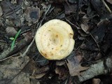 Lactarius maculatipes image