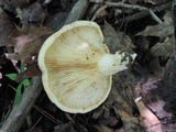 Lactarius maculatipes image