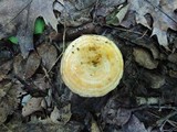 Lactarius maculatipes image