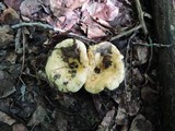 Lactarius maculatipes image