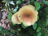 Tapinella atrotomentosa image