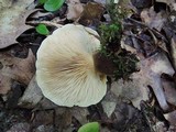 Tapinella atrotomentosa image