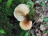 Tapinella atrotomentosa image