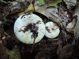 Lactarius subvellereus image