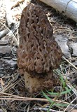 Morchella snyderi image