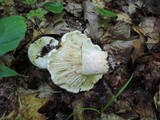Lactarius subvellereus image