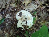 Lactarius subvellereus var. subdistans image
