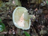 Lactarius subvellereus image