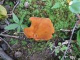 Boletus roxanae image