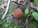 Boletus roxanae image