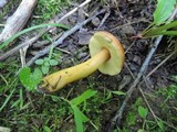 Boletus roxanae image