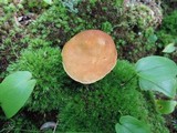 Boletus roxanae image