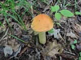 Leccinum insigne image