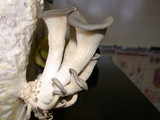 Pleurotus columbinus image