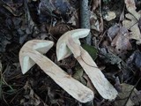 Leccinum insigne image