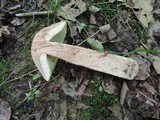 Leccinum insigne image