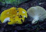 Russula ochroleucoides image