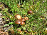 Psilocybe montana image