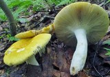 Russula ochroleucoides image