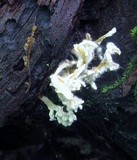 Syspastospora parasitica image