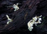 Syspastospora parasitica image