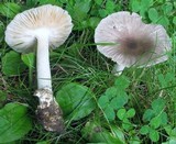 Amanita sect. Vaginatae image