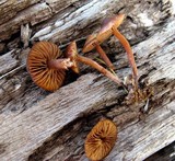 Psilocybe montana image