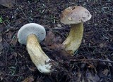 Tylopilus felleus image