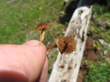 Psilocybe montana image