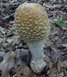 Amanita velatipes image