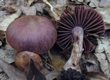 Cortinarius torvus image
