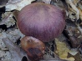 Cortinarius torvus image