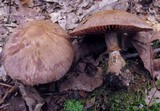 Cortinarius torvus image