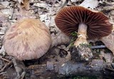 Cortinarius torvus image