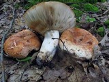 Russula compacta image