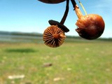 Psilocybe montana image