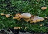 Tapinella panuoides image