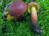 Boletochaete bicolor image