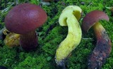 Boletochaete bicolor image