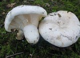 Lactarius piperatus image