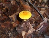 Amanita flavoconia var. flavoconia image