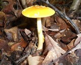 Amanita flavoconia var. flavoconia image