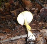 Amanita flavoconia var. flavoconia image