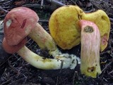 Boletus miniato-olivaceus image