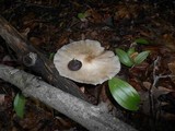 Megacollybia rodmani image