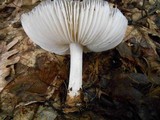 Megacollybia rodmani image