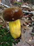Boletus auripes image